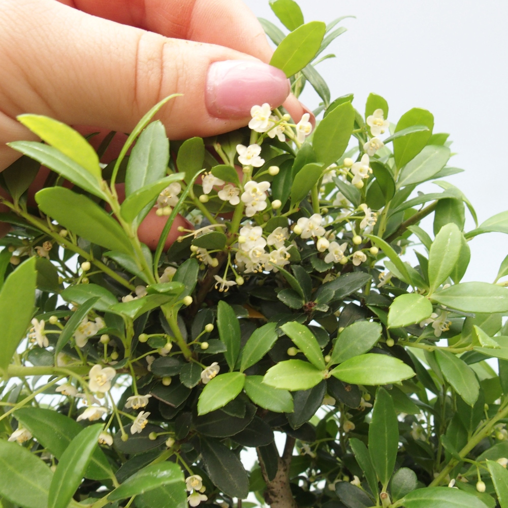 Zimmerbonsai - Ilex crenata - Holly