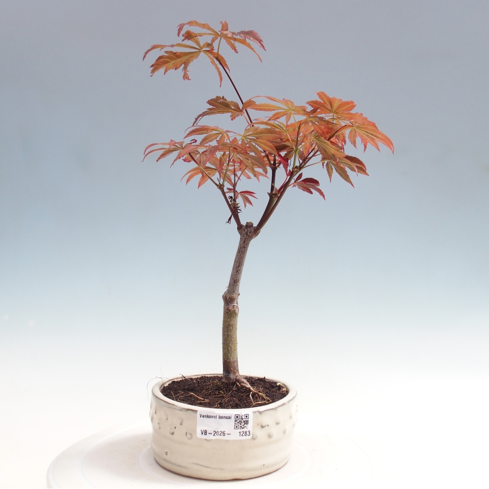 Bonsai für draußen - Acer-Palme. Atropurpureum-Javor palmate