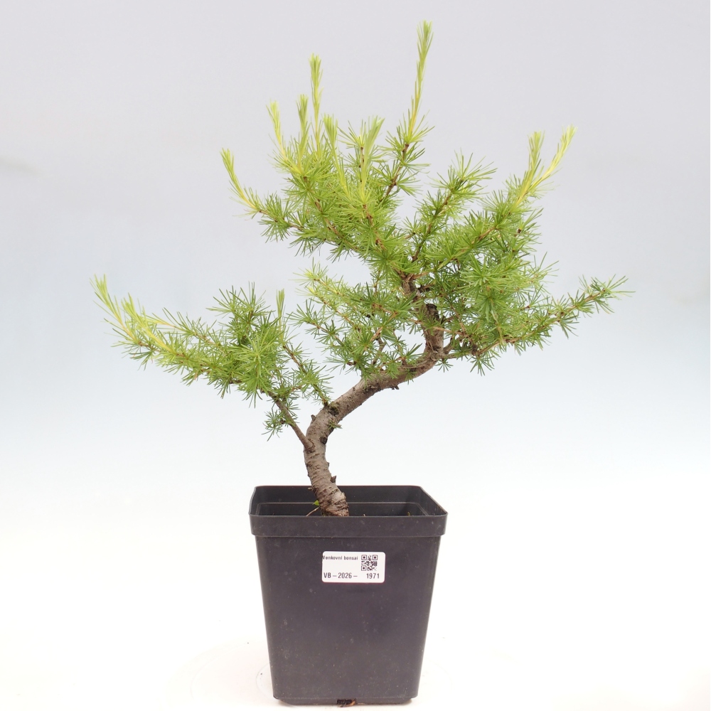 Bonsai für draußen -Larix decidua - Lärche