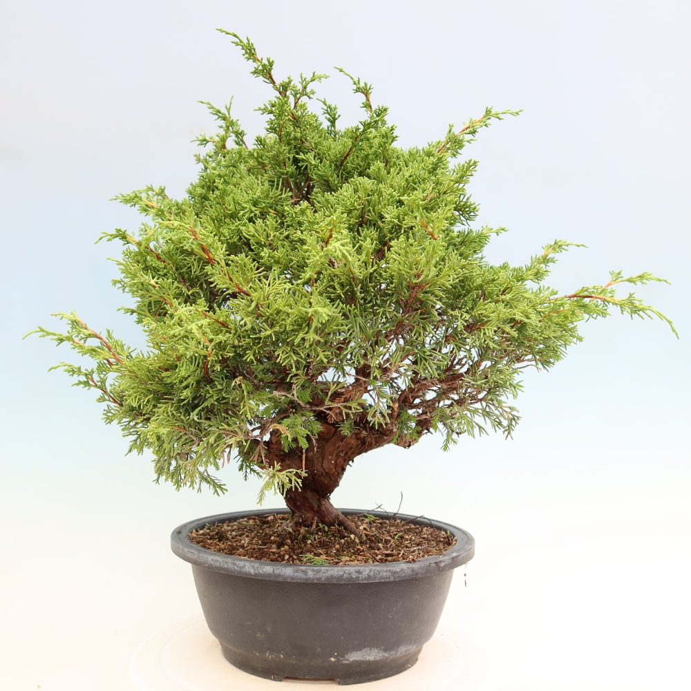 Bonsai für draußen - Juniperus chinensis Itoigawa-Juniperus chinensis
