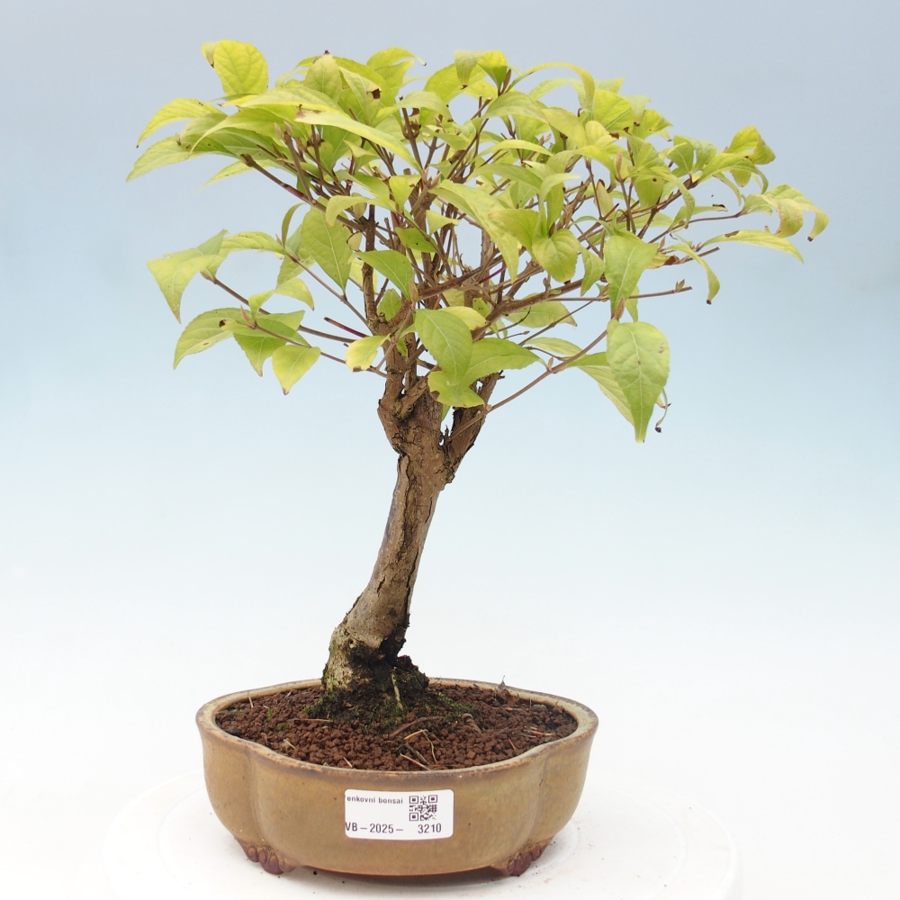 Bonsai im Freien - wunderschöne Pflanze - Callicarpa japonica