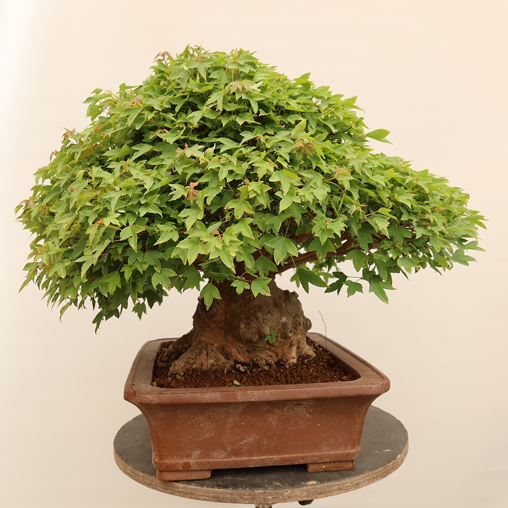 Bonsai für draußen - Ahorn Burger - Acer Burgerianum