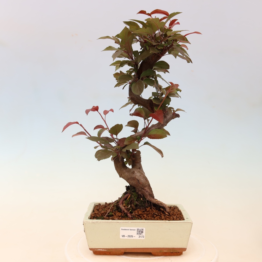 Outdoor-Bonsai -Malus domestica - Kleinfrüchtiger rotblättriger Apfelbaum