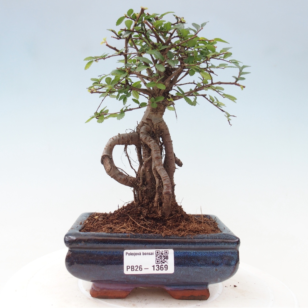 Zimmerbonsai - Ulmus parvifolia - Kleinblättrige Ulme