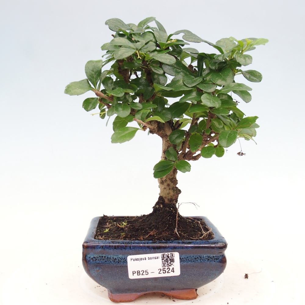 Zimmerbonsai - Carmona Macrophylla - Fuki-Tee