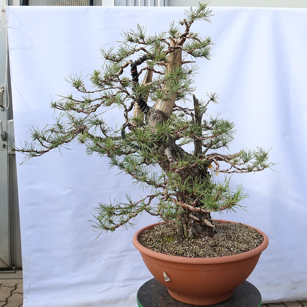 Pinus sylvestris Spanien – Waldkiefer