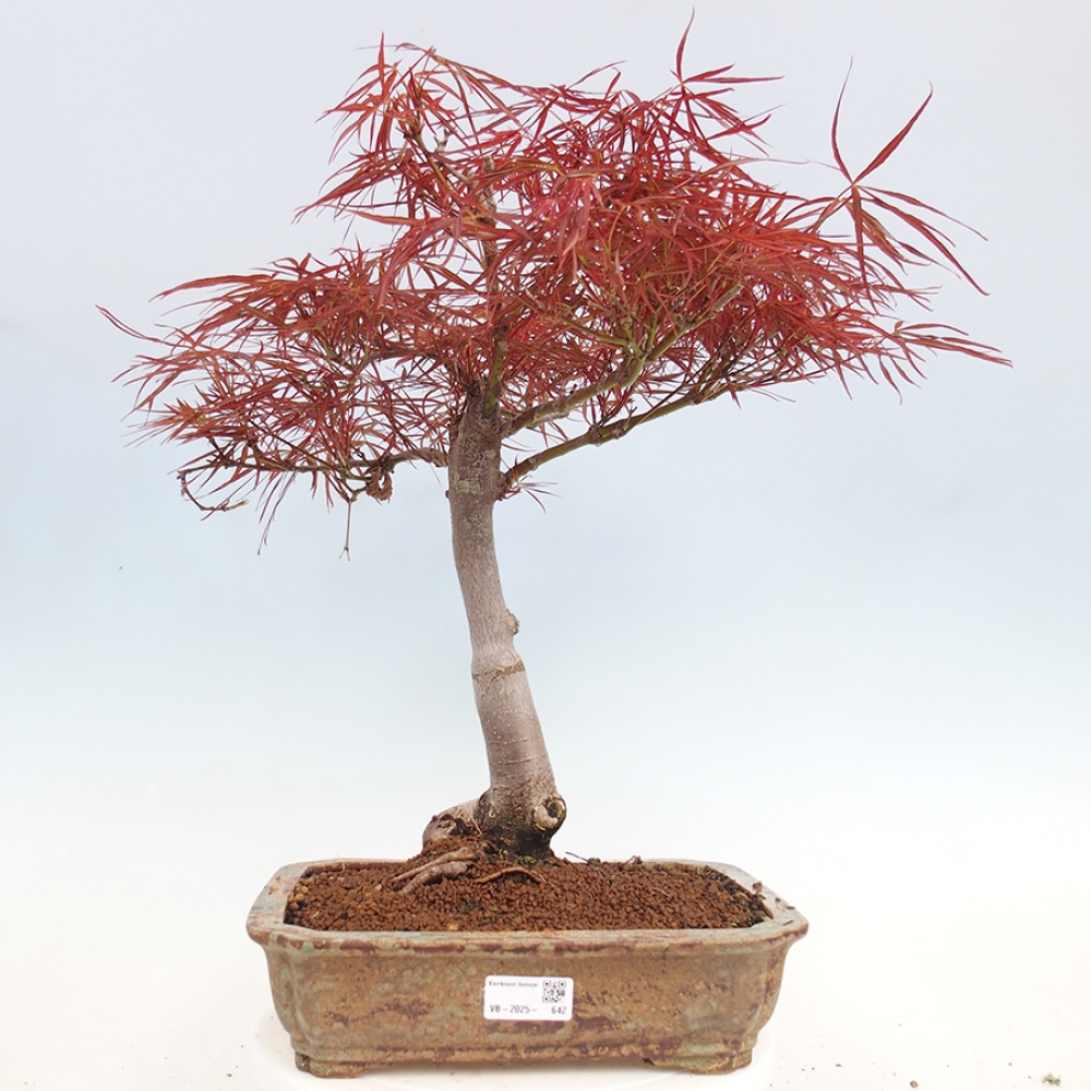 Bonsai im Freien - Acer palmatum RED PYGMY