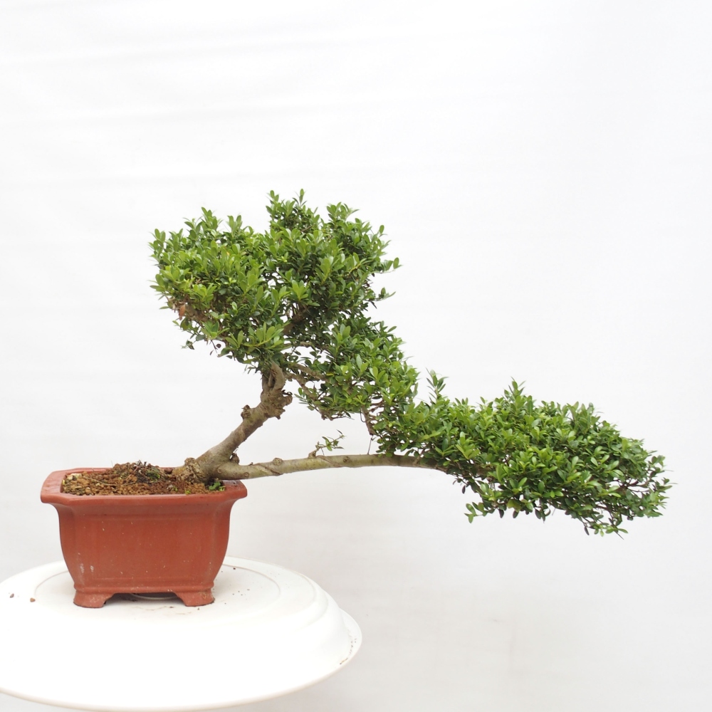 Zimmerbonsai - Ilex crenata - Holly