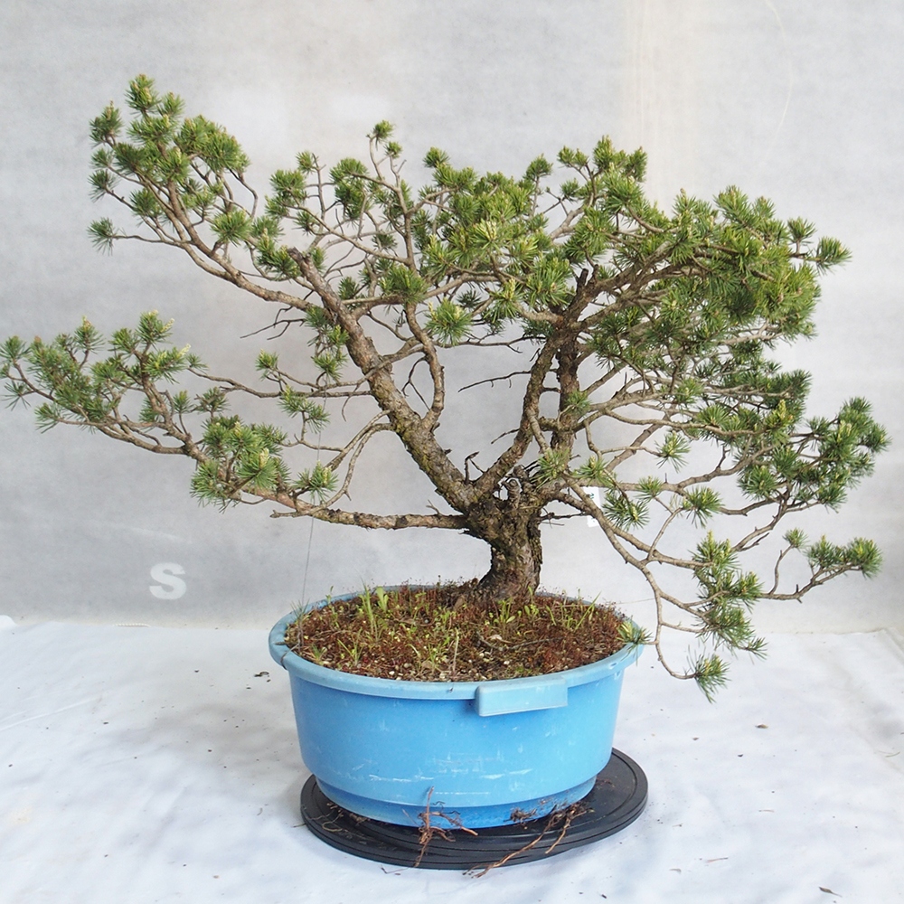 Yamadori - Pinus sylvestris 