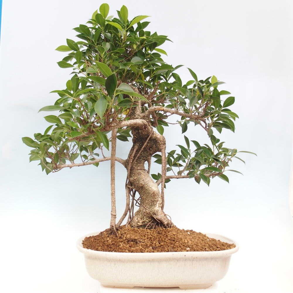 Zimmerbonsai - Ficus kimmen - kleinblättriger Ficus - NUR PERSÖNLICHE ABHOLUNG oder Palettentransport