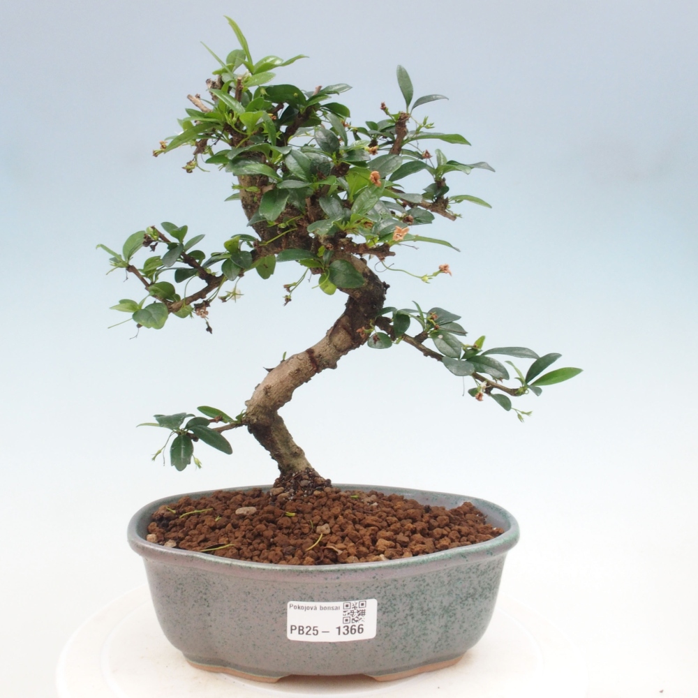 Zimmer Bonsai - Carmona macrophylla - Tea Fuki