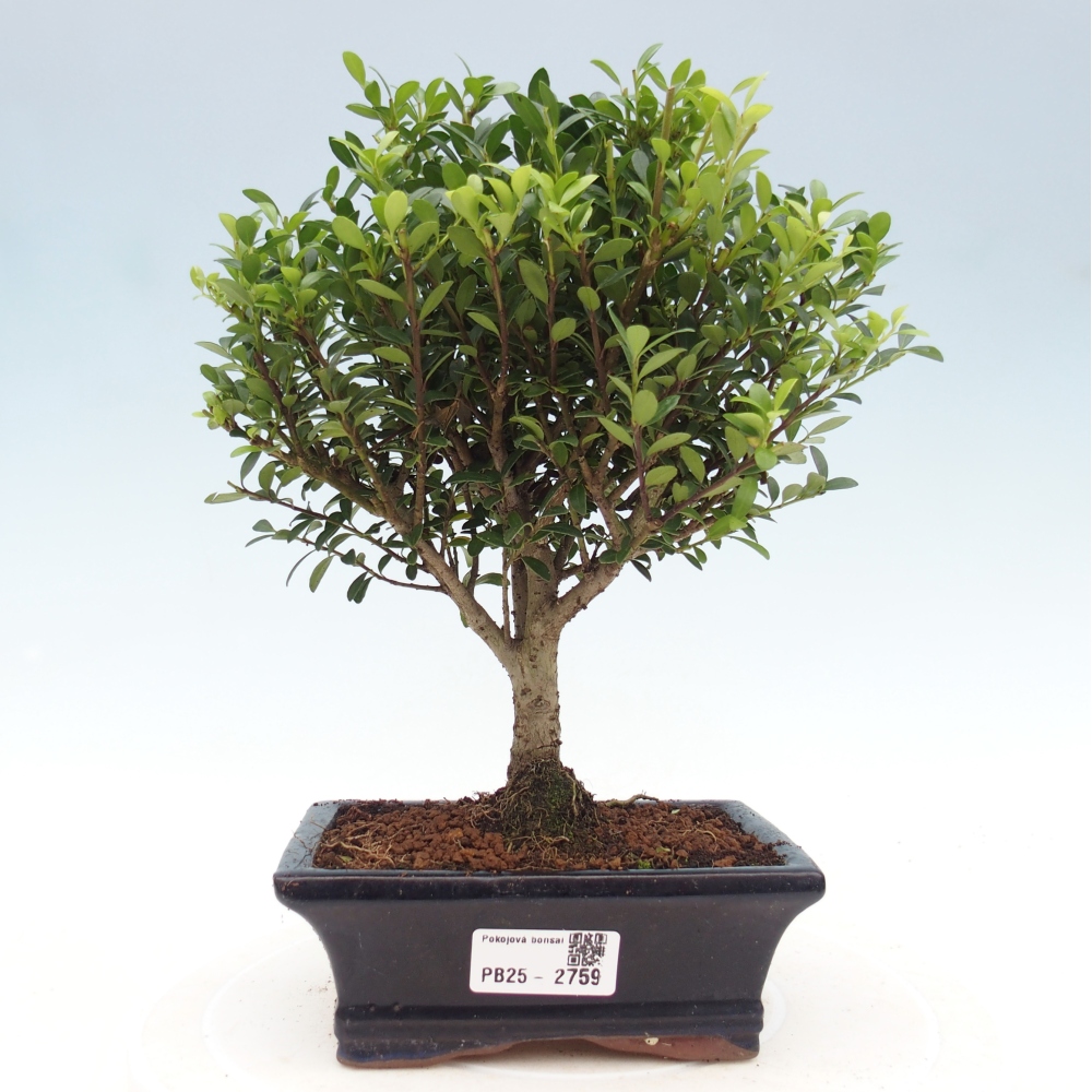 Indoor bonsai - Ilex crenata - Holly