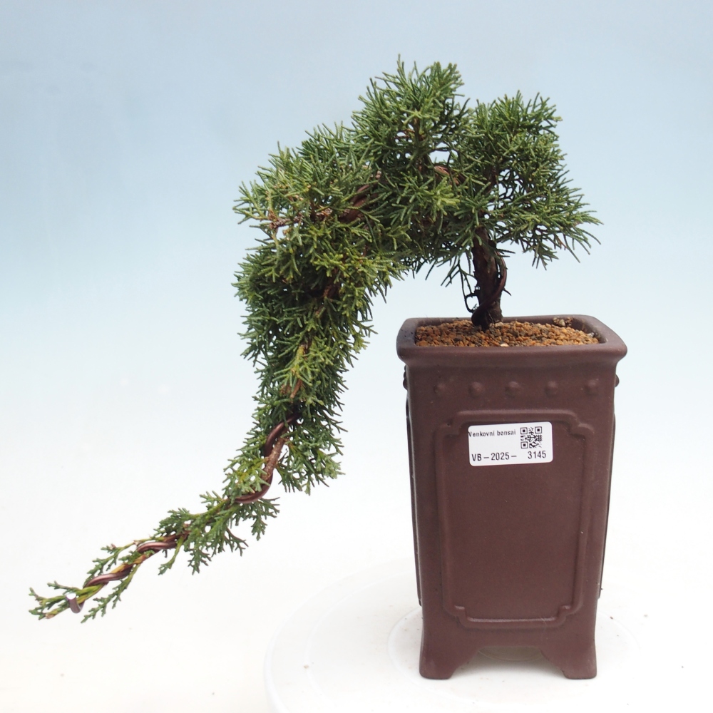 Bonsai im Freien - Juniperus chinensis Kishu - Chinesischer Wacholder