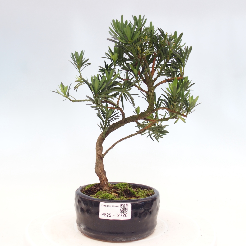 Indoor-Bonsai - Podocarpus - Stein tausend