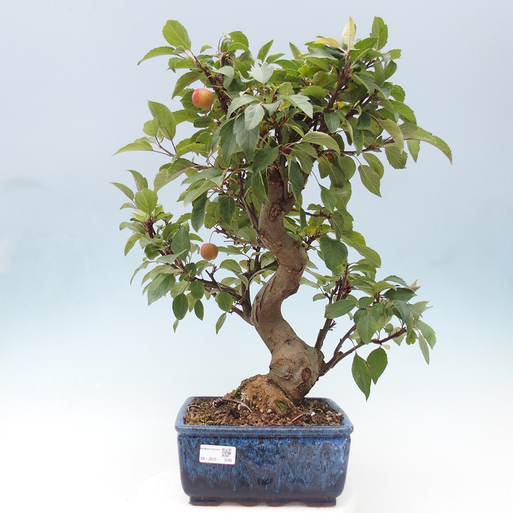 Bonsai im Freien - Malus halliana - Kleinfruchtiger Apfelbaum