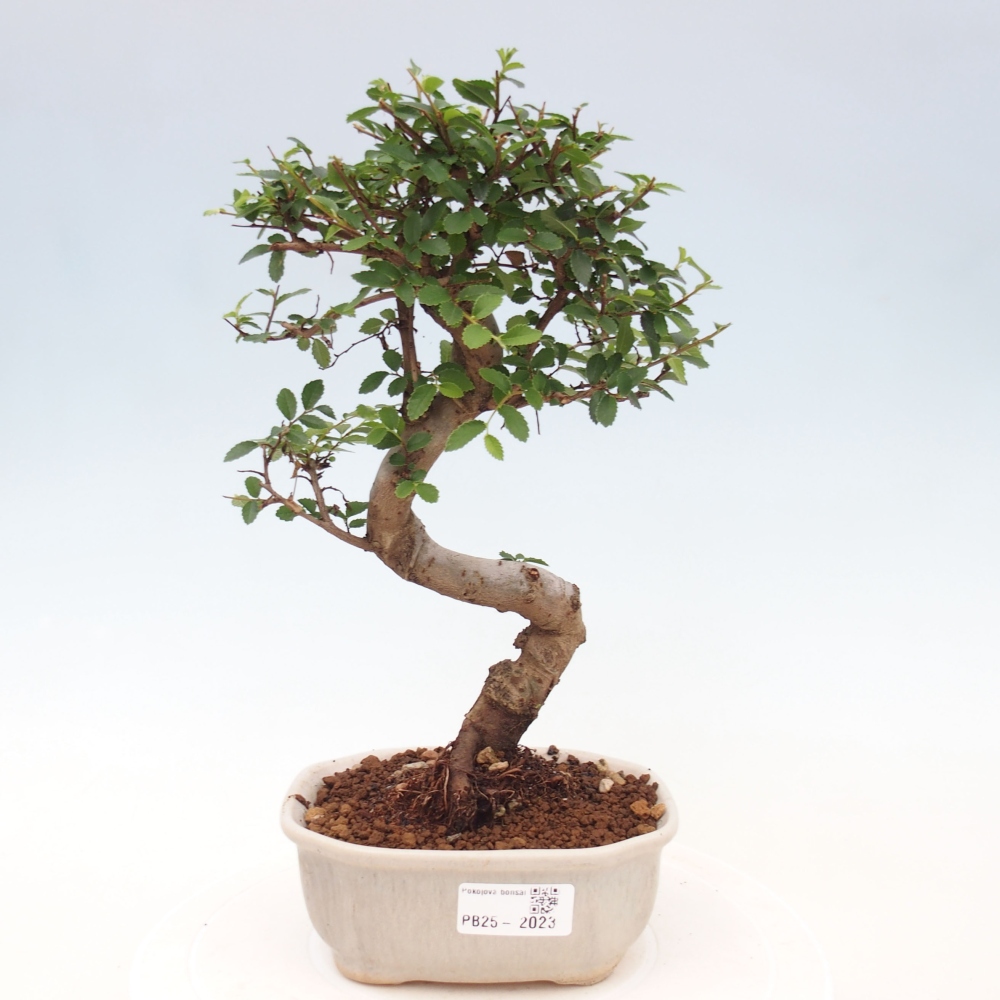 Zimmer Malolistý Ulme Bonsai