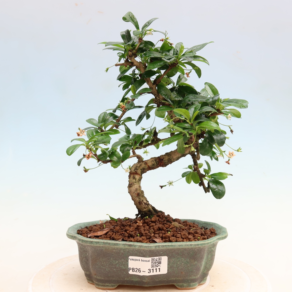 Zimmer-Bonsai - Carmona macrophylla - Tee-Fuki