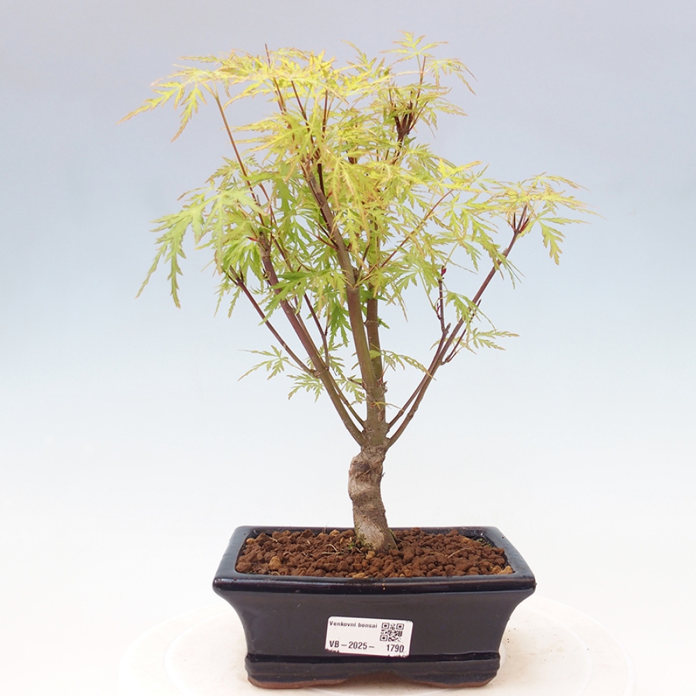 Bonsai im Freien - Acer palmatum Dissectum - japanischer Ahorn 
