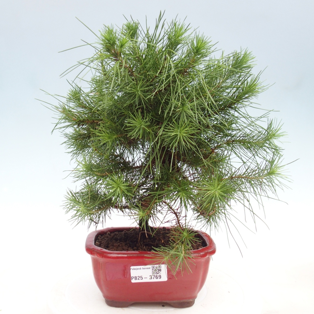 Zimmer Bonsai-Pinus halepensis-Kiefer von Aleppo