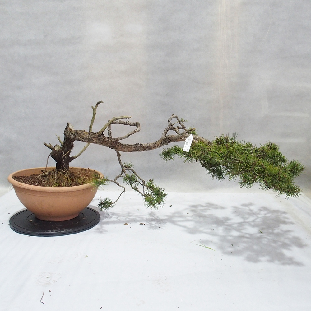 Yamadori - Pinus sylvestris 