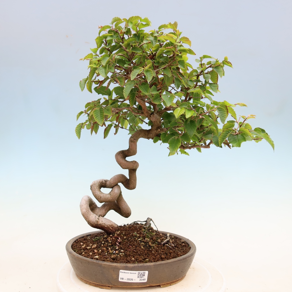 Bonsai für draußen - Karpinus Coreana - Koreanische Hainbuche