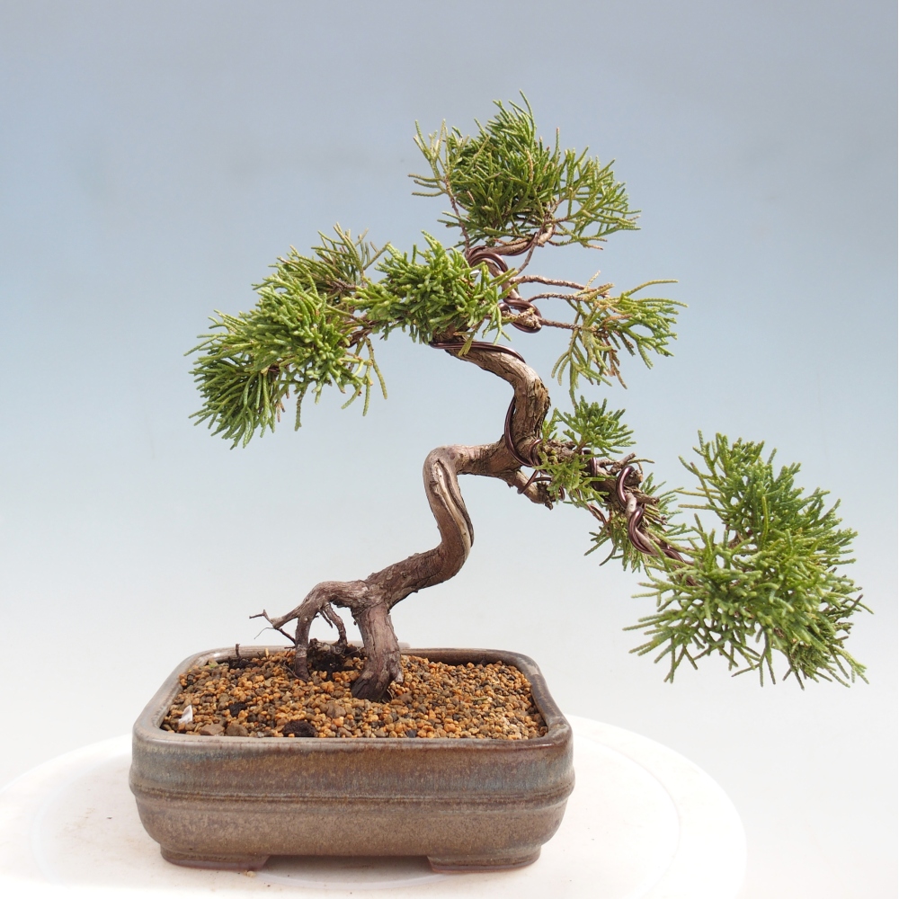 Bonsai für draußen - Juniperus chinensis Kishu