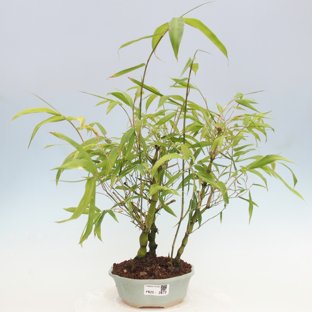 Zimmerbonsai - Bambus-Buddha-Bambus-Buddha-Bauch