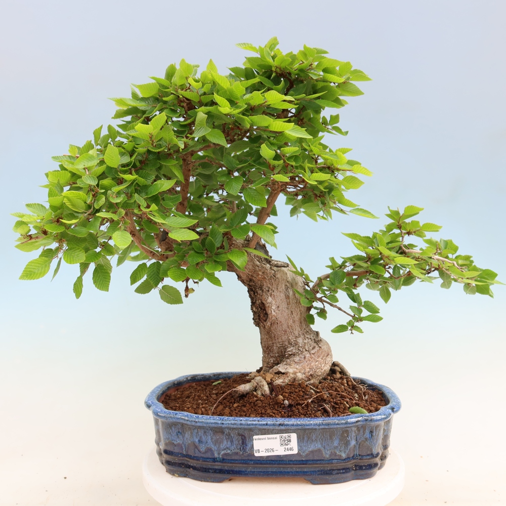 Bonsai für draußen - Karpinus Coreana - Koreanische Hainbuche