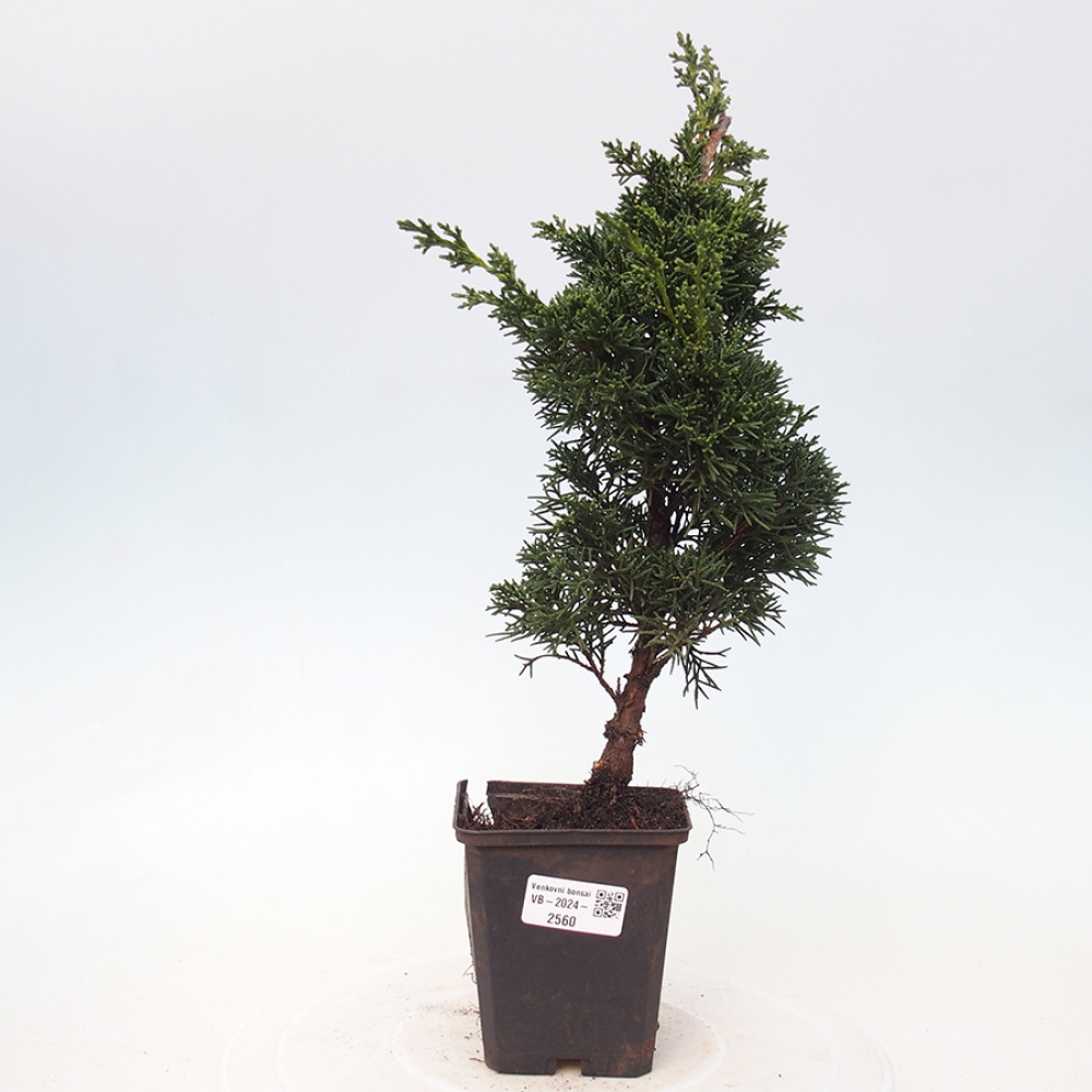 Outdoor-Bonsai - Juniperus chinensis Kishu - Chinesischer Wacholder