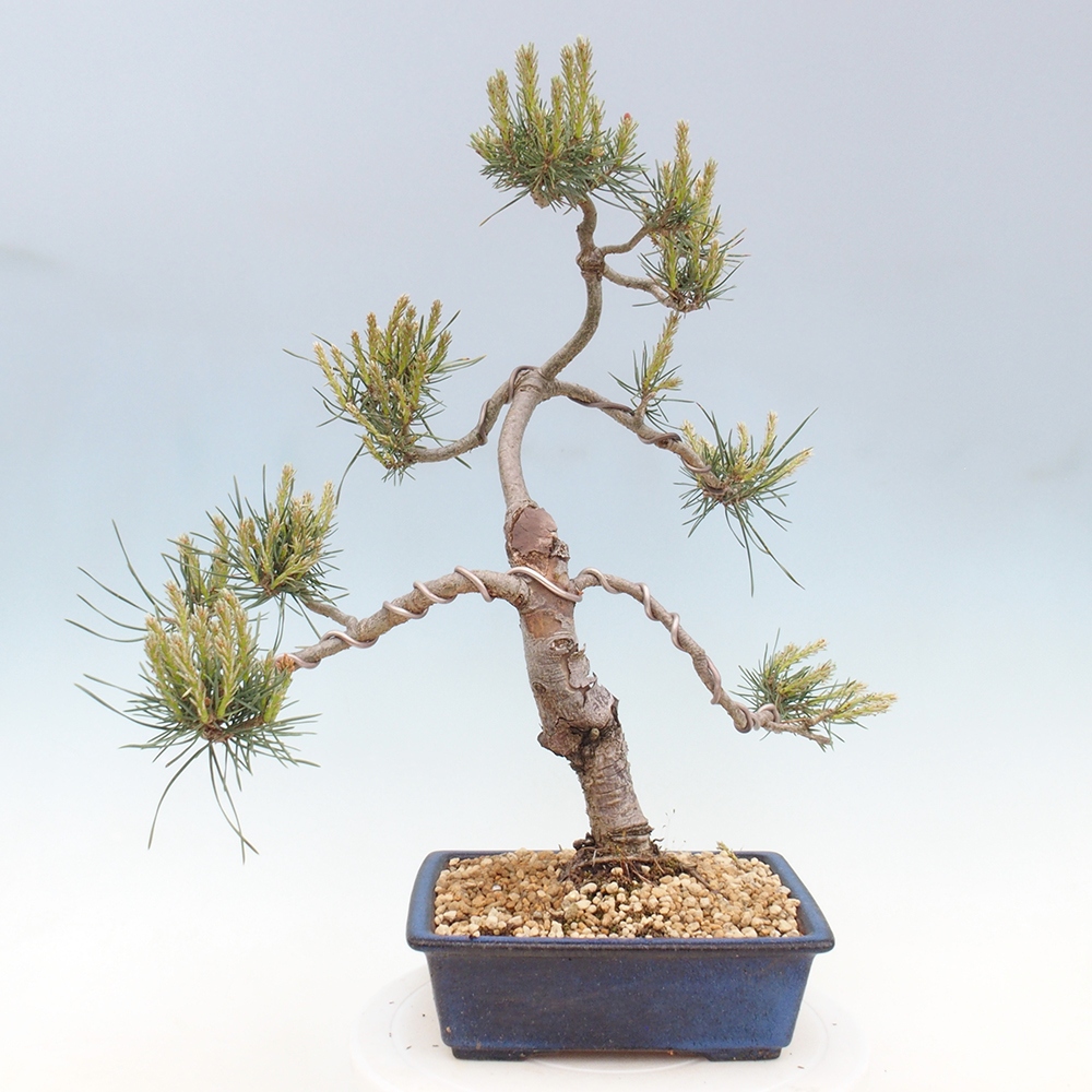 Bonsai im Freien - Pinus Sylvestris - Waldkiefer