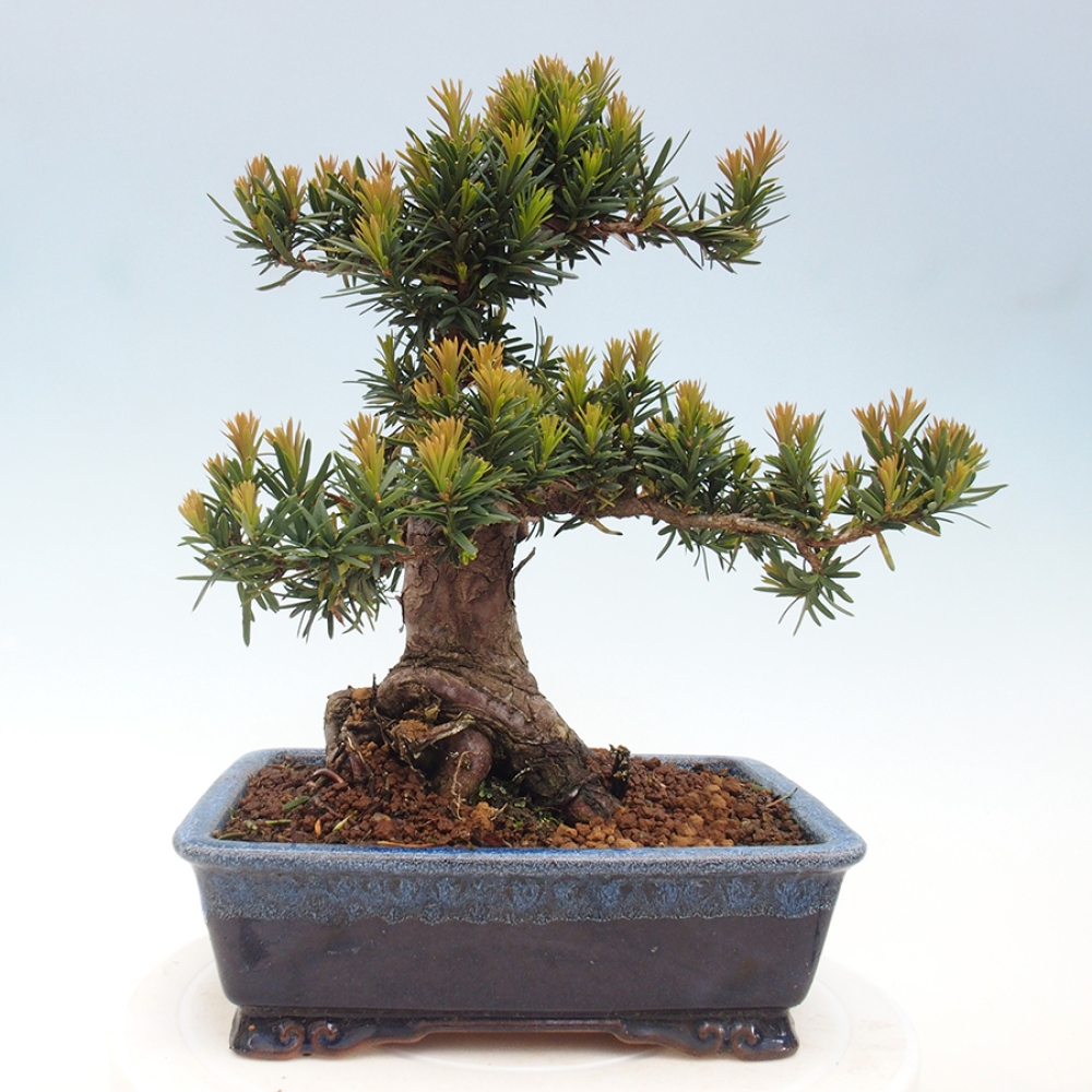 Bonsai im Freien - Taxus cuspidata - Japanische Eibe