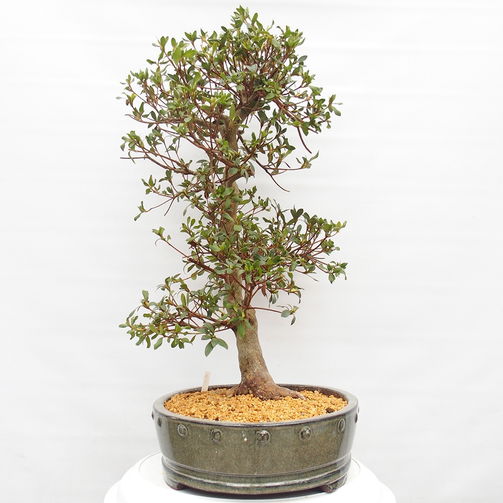 Bonsai für draußen - Japanische Azalee - Azalee Hand
