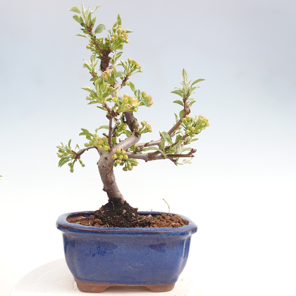 Outdoor Bonsai - Malus sargentii - Kleinfrüchtiger Apfelbaum