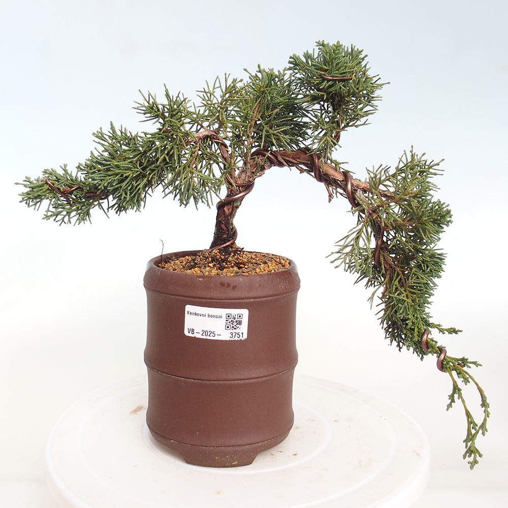Bonsai für draußen - Juniperus chinensis Kishu