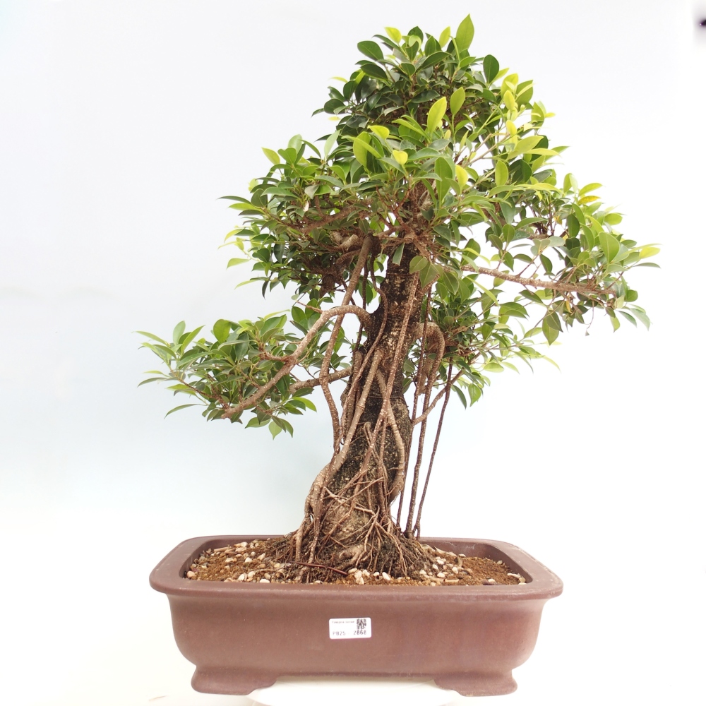 Zimmerbonsai - Ficus kimmen - kleinblättriger Ficus - NUR PERSÖNLICHE ABHOLUNG oder Palettentransport