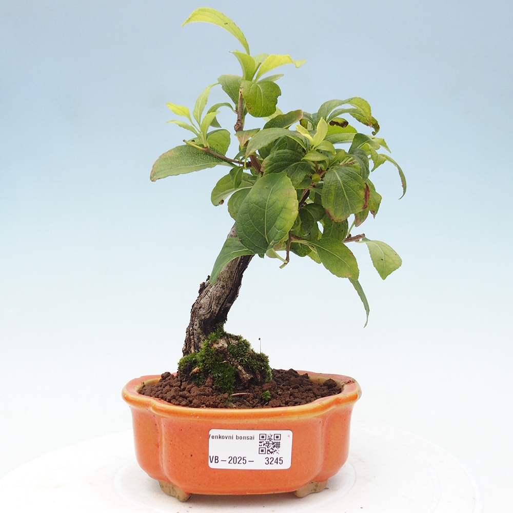 Outdoor-Bonsai - Celastrus Jesenec