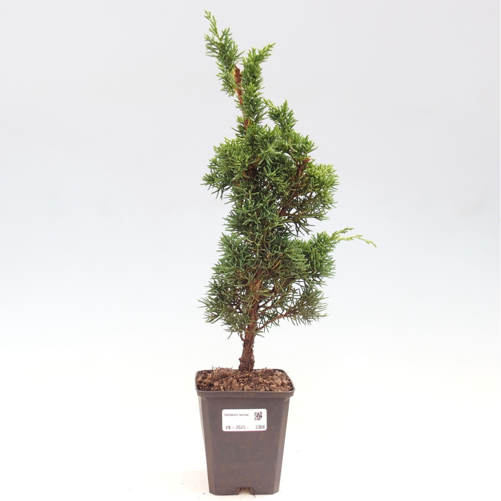 Outdoor-Bonsai - Juniperus chinensis Kishu - Chinesischer Wacholder