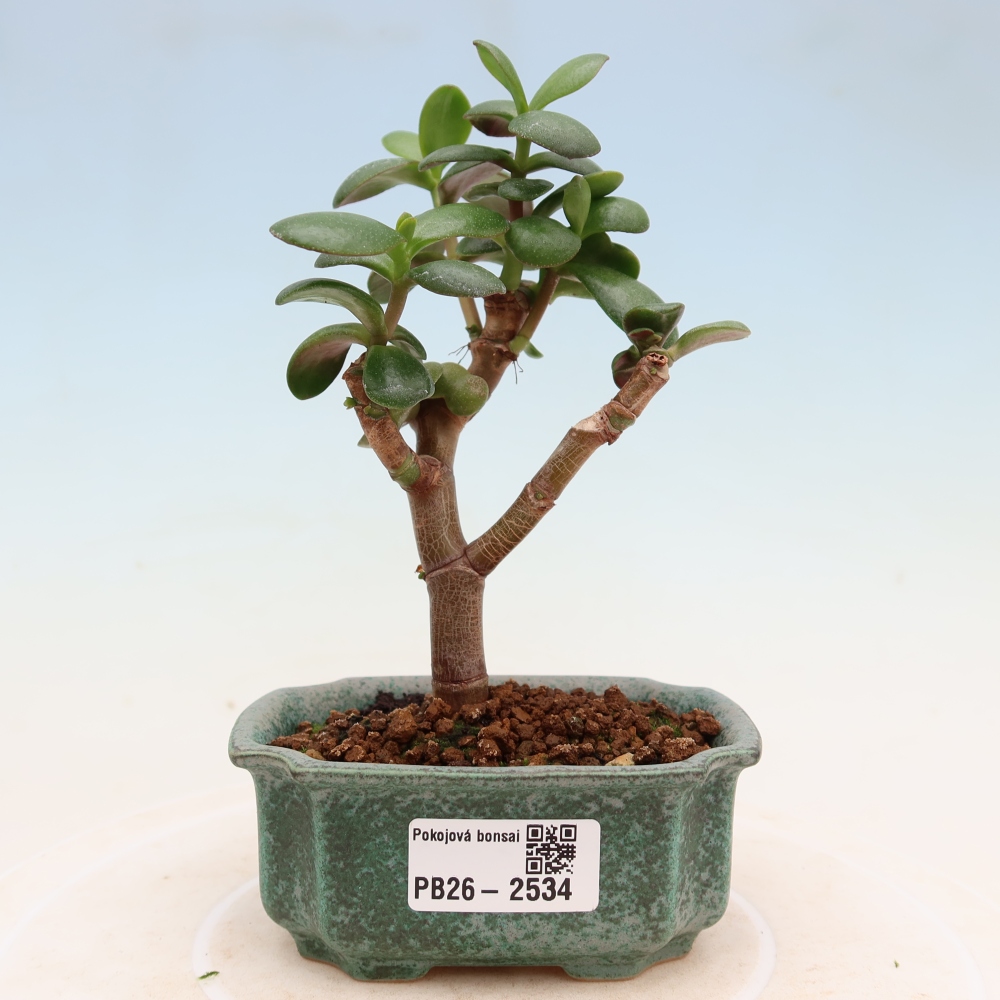 Zimmer Bonsai - Portulakaria Afra - Tlustice