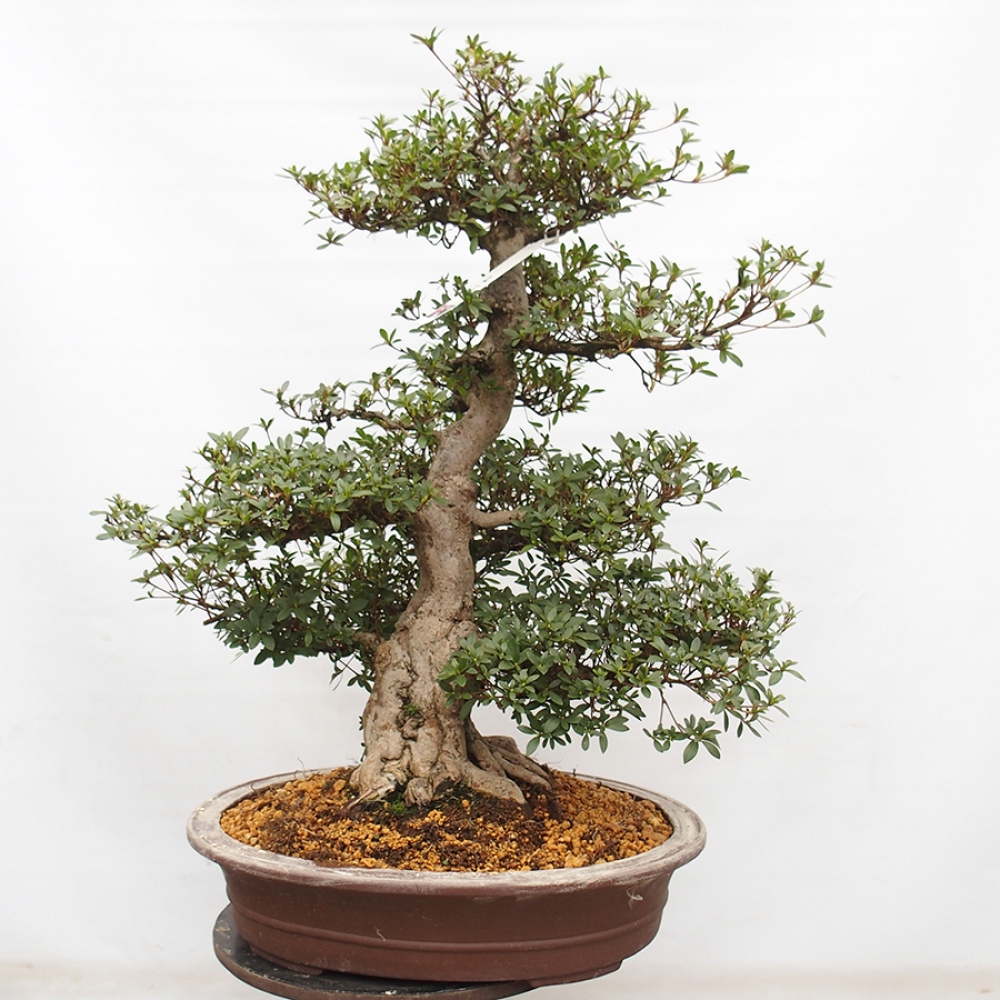 Bonsai im Freien - Japanische Azalee - Azalea Byakuren