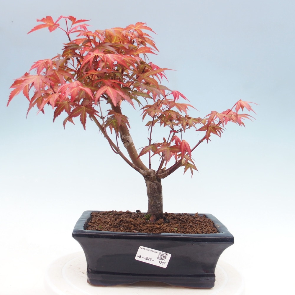 Outdoor bonsai - dlanitolistý klon - Acer palmatum DESHOJO