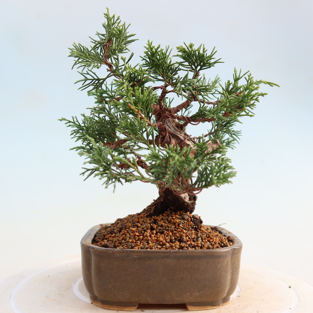 Outdoor bonsai - Juniperus chinensis Itoigawa - Chinese juniper