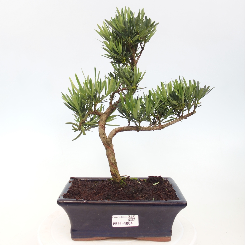 Zimmerbonsai - Podocarpus - Stein-Eibe