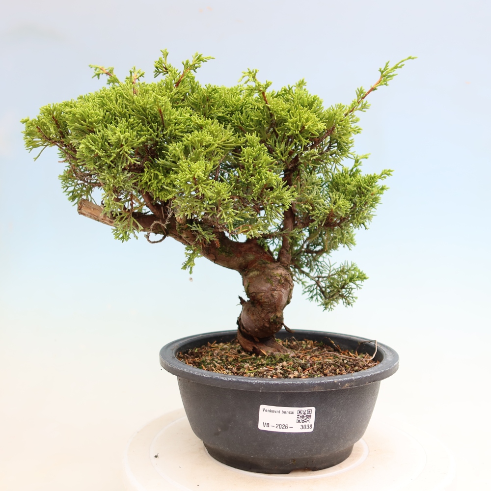 Bonsai für draußen - Juniperus chinensis Itoigawa-Juniperus chinensis