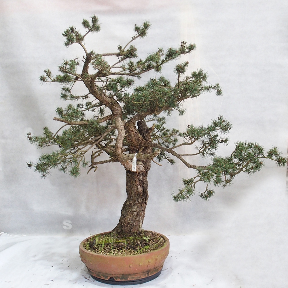 Yamadori - Pinus sylvestris 