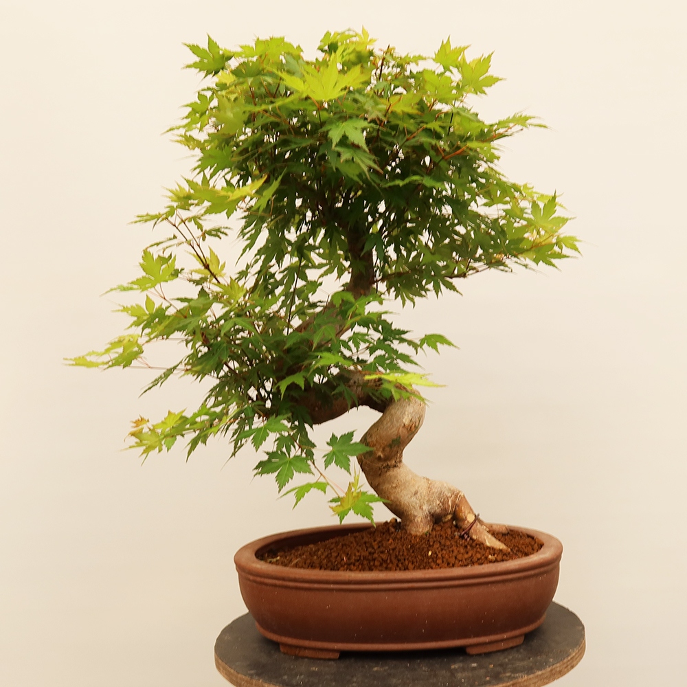 Bonsai für draußen - Ahorn palmatum - Palmen