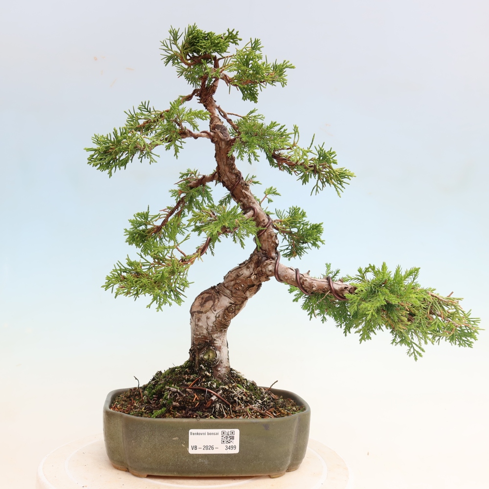Bonsai für draußen - Juniperus chinensis Itoigawa-Juniperus chinensis