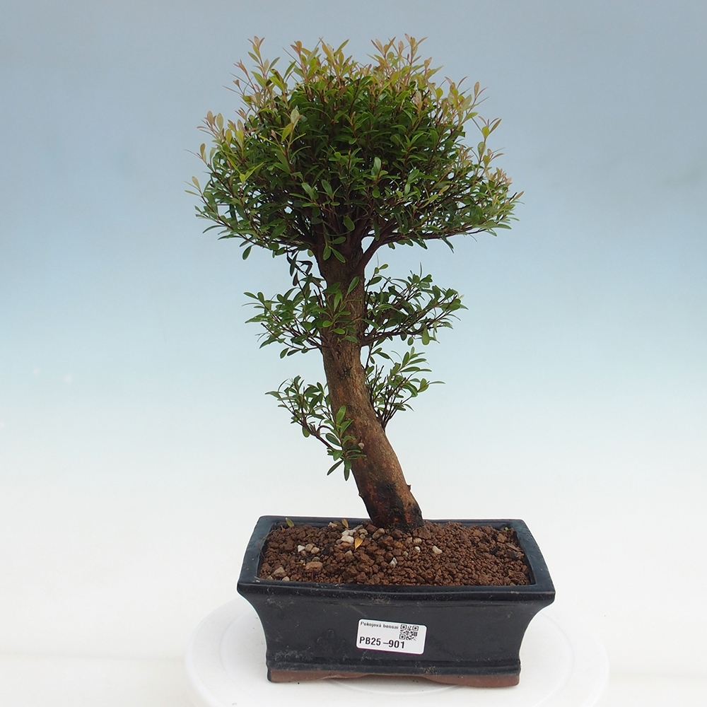 Zimmer Bonsai - Syzygium - Pimentovník