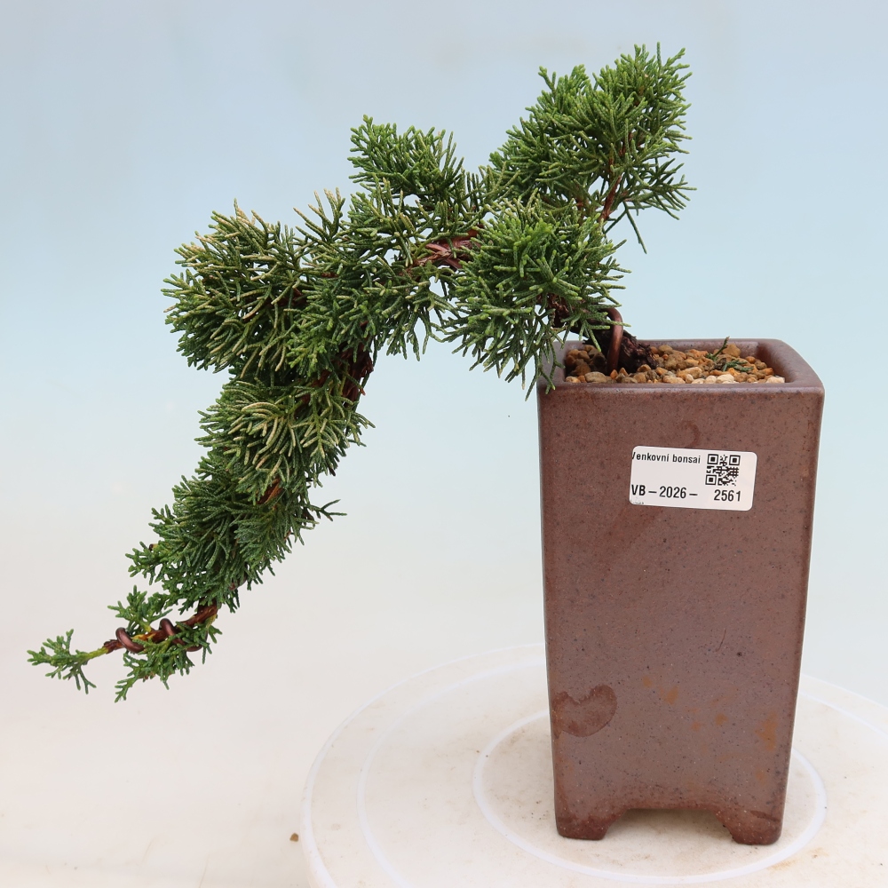 Bonsai für draußen - Juniperus chinensis Kishu
