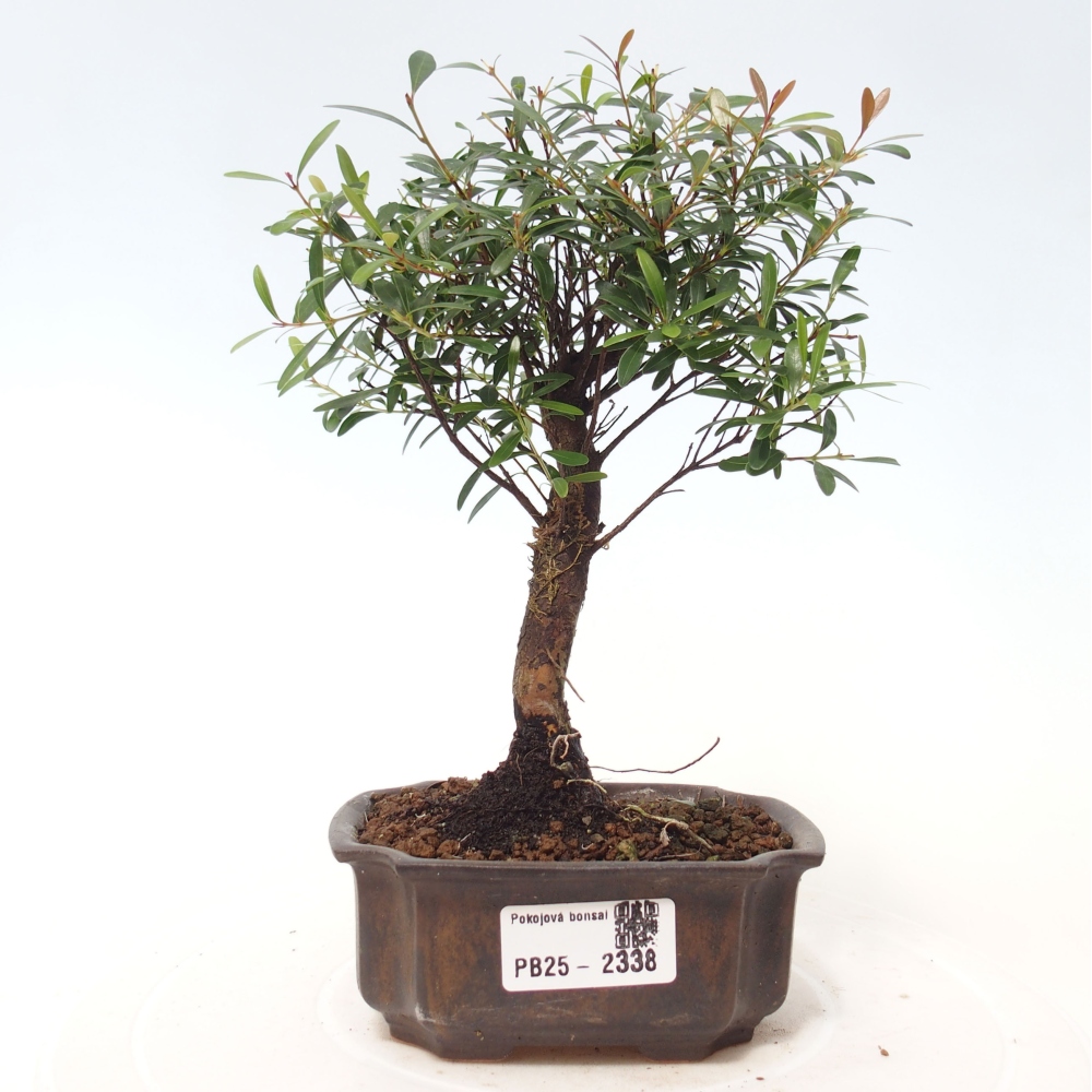 Zimmer Bonsai - Syzygium - Pimentovník