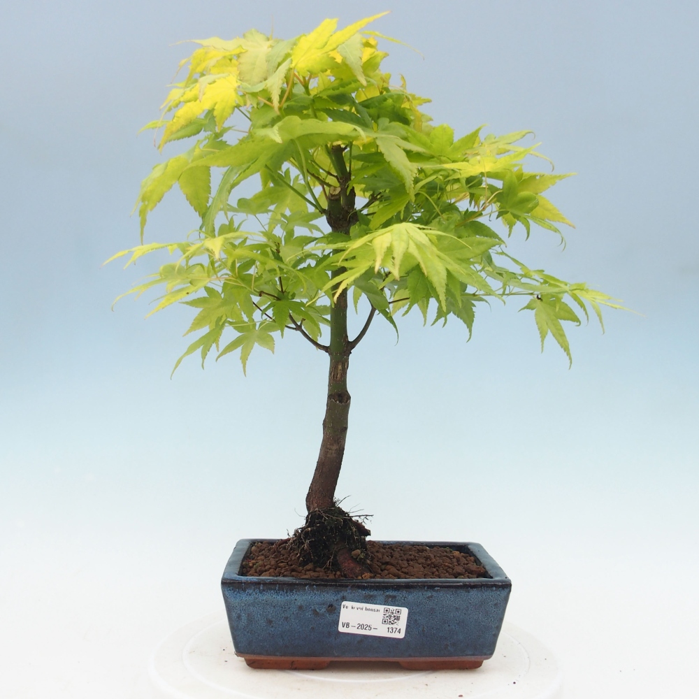 Acer palmatum Aureum - Goldener Palmahorn